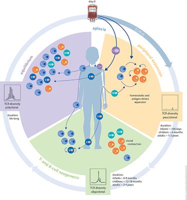 Immune Reconstitution After Allogeneic Haematopoietic Cell Transplantation: From Observational Studies to Targeted Interventions